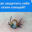 С приходом тепла начался сезон клещей - Путятинский район